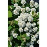 Koivuangervo Island, astiakoko 7,5L