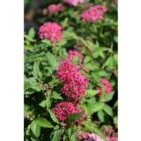 Ripsureuna-angervo, astiakoko 3L