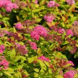 Keltajapaninangervo Magic Carpet®, astiakoko 2L