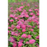 Ruusuangervo Superstar, astiakoko 3L