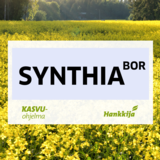 Synthia BOR kevätrypsi