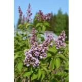 Jalosyreeni Katherine Havemeyer, astiakoko 3L