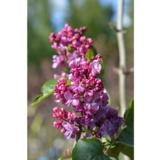 Jalosyreeni Prince Wolkonsky, astiakoko 3L