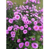 Syysasteri Patricia Ballard