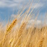 KWS Kosmos syysohra kemiallisesti peitattu 800 kg