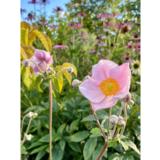 Hopeasyysvuokko Robustissima