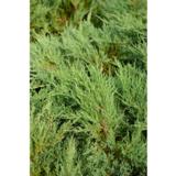 Maljakataja Andorra Compact, myyntileveys 30-40 cm