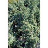 Kiinankataja Blue Alps, myyntikorkeus 40-50 cm