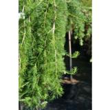 Euroopanlehtikuusi Puli, myyntikorkeus 120 cm