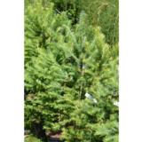 Japaninlehtikuusi, myyntikorkeus 100-125 cm