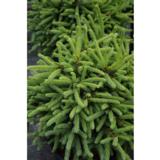 Siilikuusi Echiniformis, myyntileveys 20-30 cm