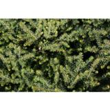 Kääpiöserbiankuusi Karel, myyntikorkeus 20-25 cm