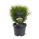 Pallotuija Tiny Tim, myyntileveys 25-30 cm, astiakoko 3L