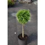 Timanttituija Smaragd rungollinen 80 cm