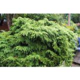 Kanadanhemlokki Jeddeloh, myyntikorkeus 30-40 cm