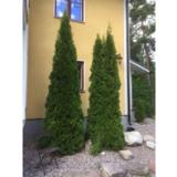 Timanttituija Smaragd, myyntikorkeus 110-120 cm