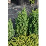 Kiinankataja Stricta, myyntikorkeus 50-55 cm