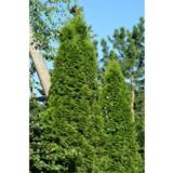 Timanttituija Smaragd 140-160 cm