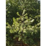 Strobusmänty, myyntikorkeus 30-40 cm, astiakoko 3L