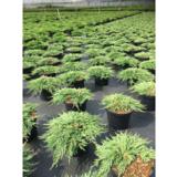 Sinilaakakataja Pancake, myyntileveys 25-30 cm