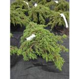 Kääpiökataja Green Carpet, myyntileveys 40-50 cm