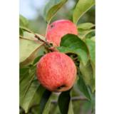 Omenapuu Sokerimiron