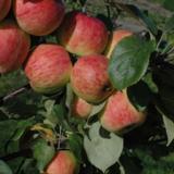 Omenapuu Harlamovski