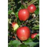 Omenapuu Summerred hillittykasvuinen