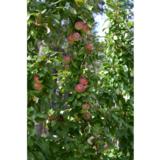 Pilariomenapuu Baiba