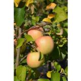 Omenapuu Belfleur-kitaika