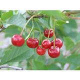 Kirsikkapuu Sikkolankirsikka FinE