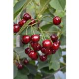 Kirsikkapuu Varjomorelli FinE