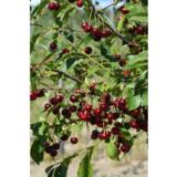 Kirsikkapuu Suklaakirsikka