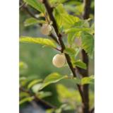 Nukkakirsikka Lumikki