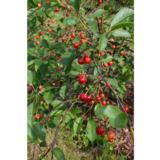 Kirsikkapuu Latvian Matala