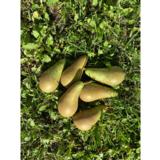 Päärynäpuu Conference