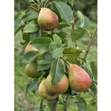 Päärynäpuu Suvenirs