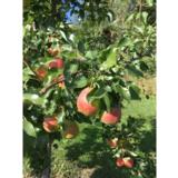 Päärynäpuu Tsaarittaren päärynä