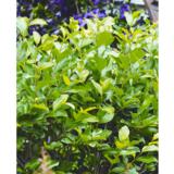 Musta-aronia Revontuli Hedger, astiakoko 3L