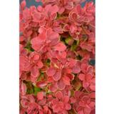 Purppurahappomarja Red Hot Chili, astiakoko 3L