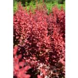 Purppurahappomarja Venice, astiakoko 3L