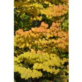 Katsura, astiakoko 3L