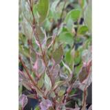 Pensaskanukka Miracle, astiakoko 3L