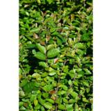 Kiiltotuhkapensas, astiakoko 3L