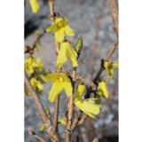 Jalo-onnenpensas Northern Gold, astiakoko 3L