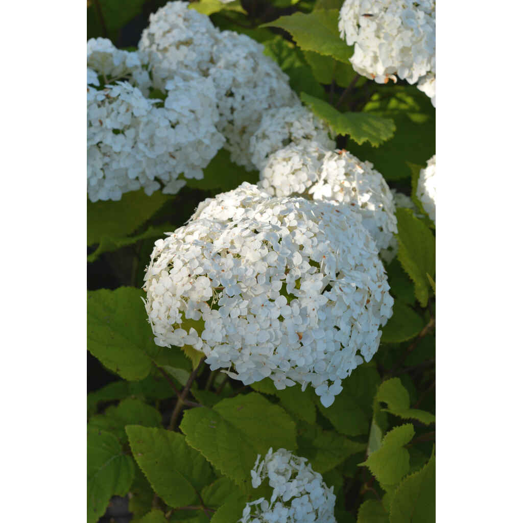 Pallohortensia Flowerflow®