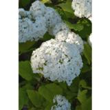 Pallohortensia FlowerWOW®, astiakoko 3L