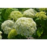 Pallohortensia Annabelle, astiakoko 3L