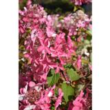 Syyshortensia Wims Red, astiakoko 3L