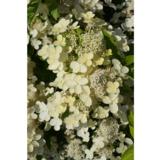 Syyshortensia Prim White®, astiakoko 3L